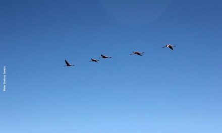 5 ponderations among Spiritual Friends