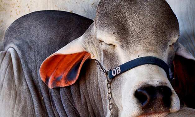 “Cock-and-bull story.”