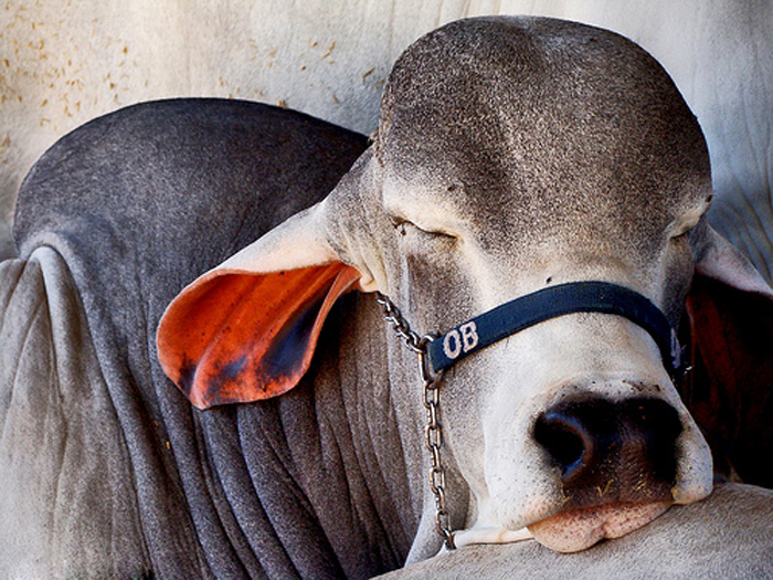 “Cock-and-bull story.”